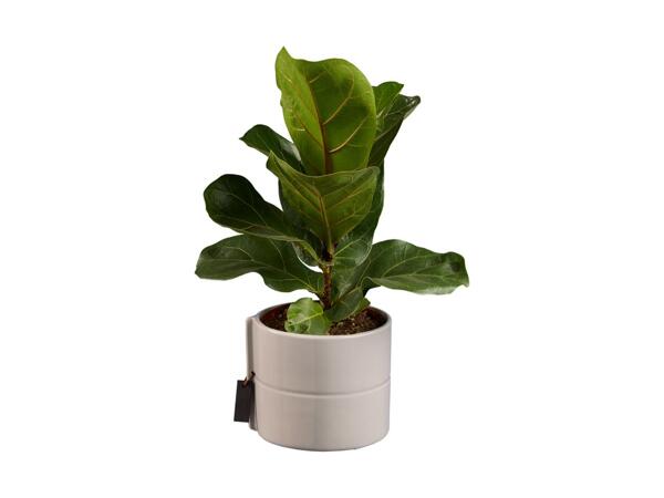 Houseplant in Ceramic Pot