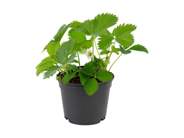 Jordbærplante