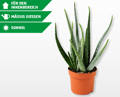 Aloe Vera