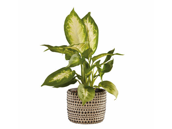 Green Plant in Concrete Pot