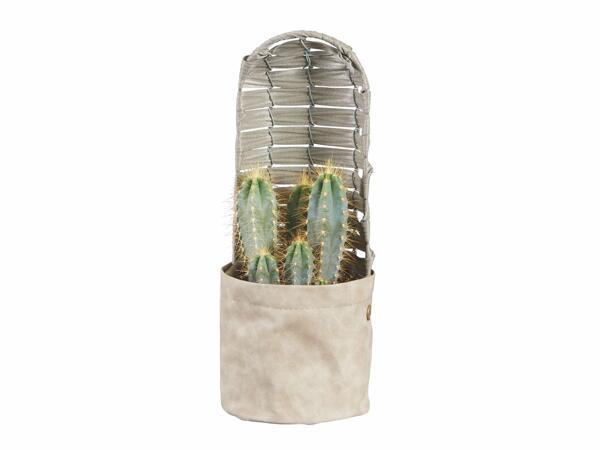 Cactus en pot déco