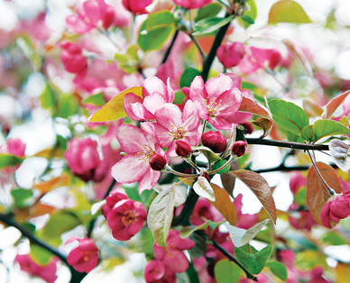 Gardenline Shade or Ornamental Trees