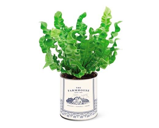 Farmhouse Fern