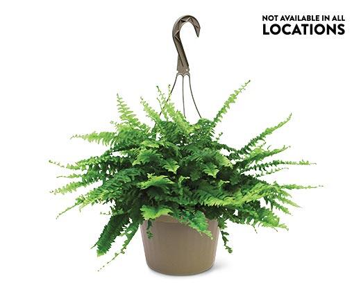 8" Foliage Assorted Varieties