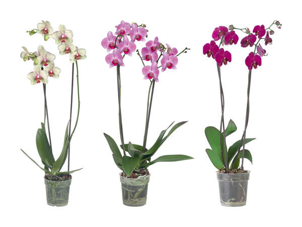 Phalaenopsis 2 tiges