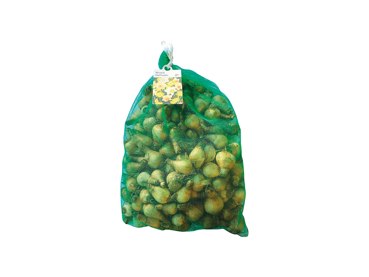 British Daffodil Bulbs1