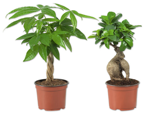 Ficus Ginseng oder Pachira