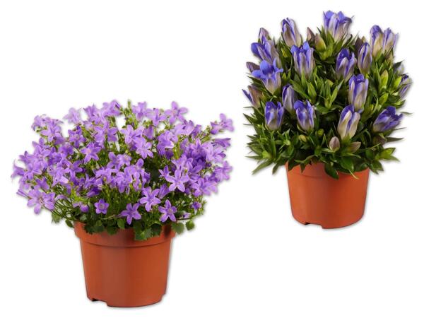 Glockenblume oder Enzian