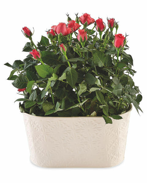 Beautiful Blooms Rose In Zinc Tin