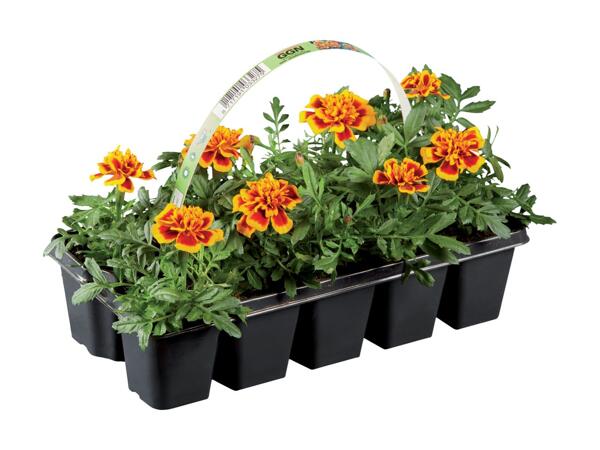 10 Pack Bedding Plants