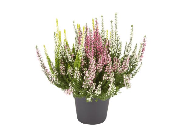 Dreifarbige Calluna Vulgaris