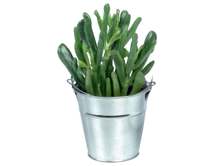 Cacti or Succulents in Zinc Bucket