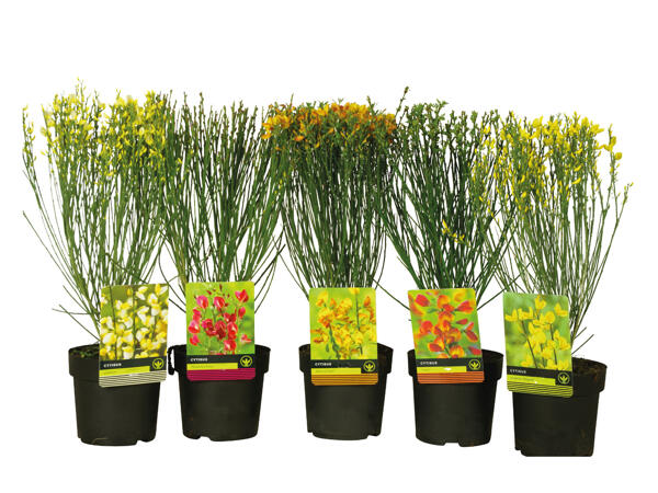 Cytisus Praecox Mix/Broom