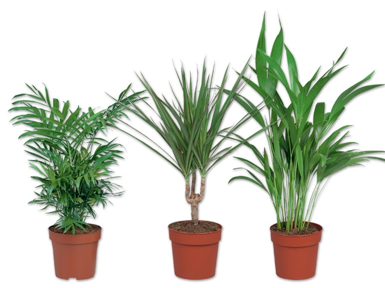 Palme