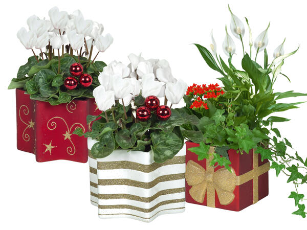 Blühpflanze in Weihnachtskeramik