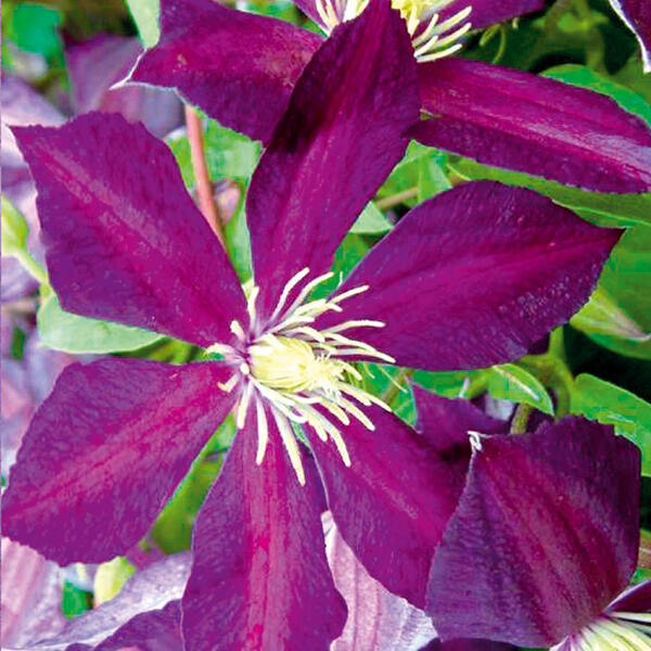 Blühende Clematis "Waldrebe"