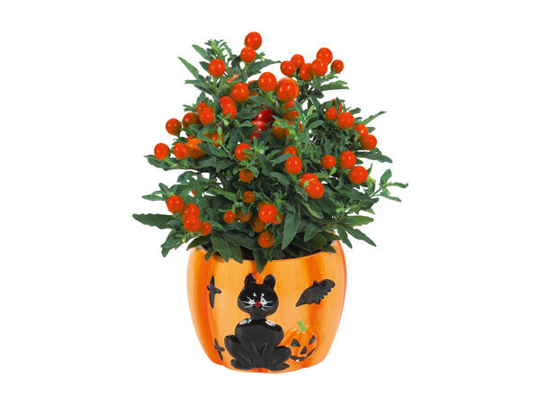Flowering Plants in a Halloween Pot