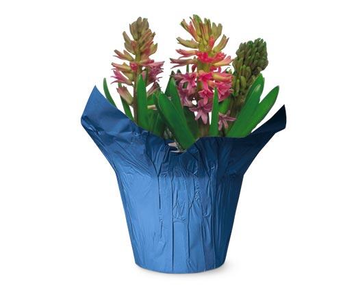 Tulips, Lilies or Hyacinths Assorted Colors