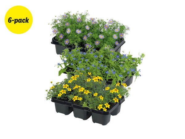 Sommarblommor