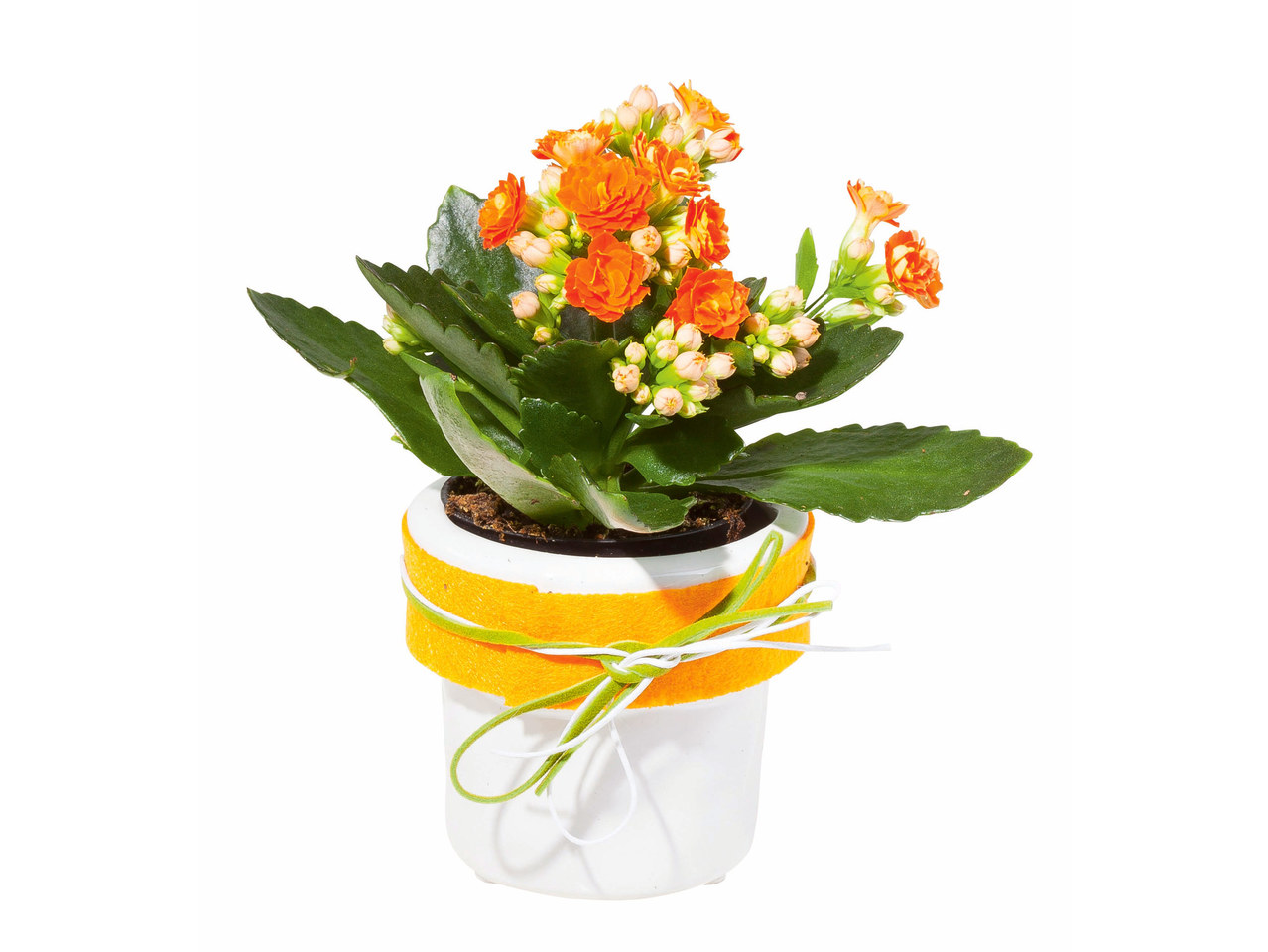 Minikalanchoe in keramiekpot