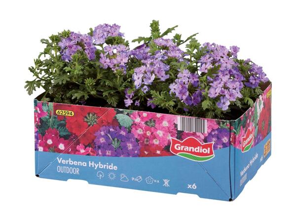Bedplanter i 6‘er bakke