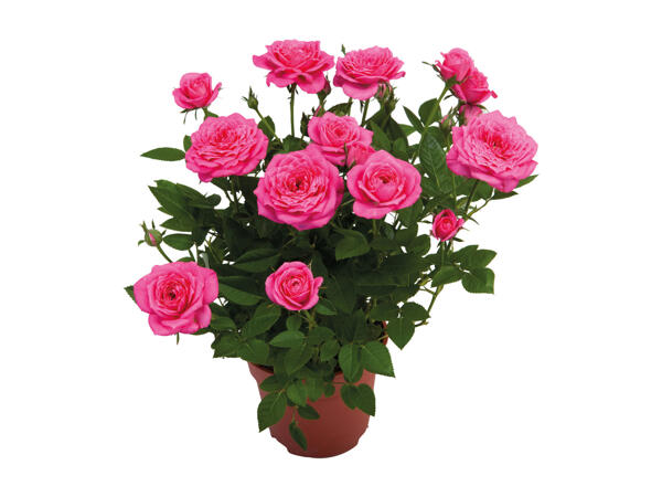 Roses in a Pot