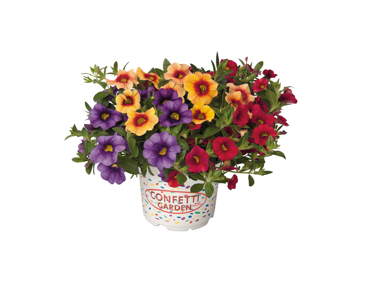 Confetti Garden Plant1