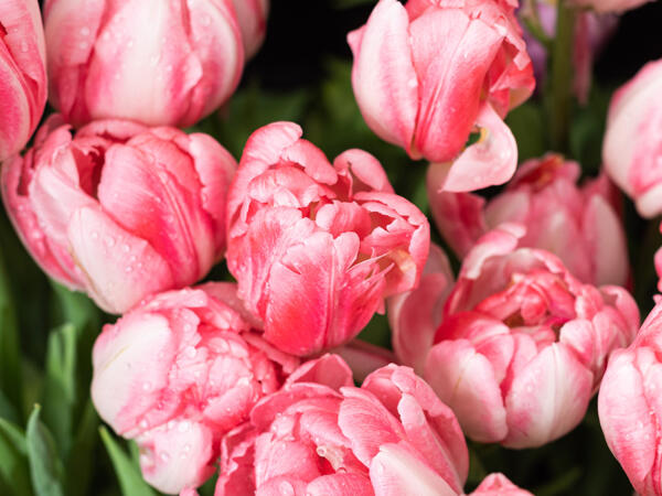 Tulipani a fiori di peonia