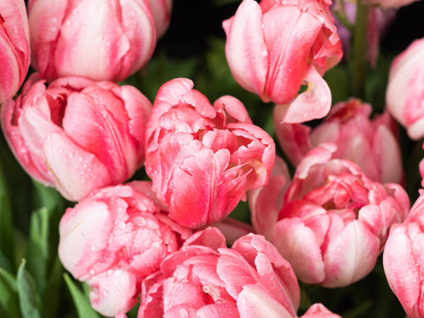 Tulipes doubles