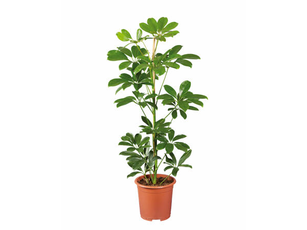 Medium Houseplant