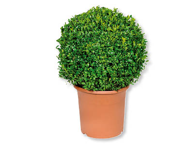 Boule de buis