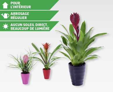 Assortiment de bromélias avec un cache-pot en céramique GARDENLINE(R)