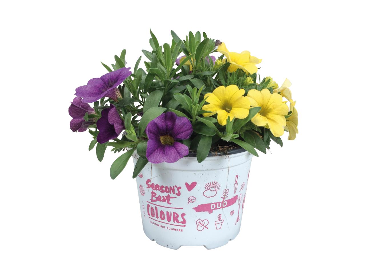 Flowering Plant Duo1
