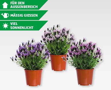 GARDENLINE(R) Schopflavendel (Lavandula stoechas)