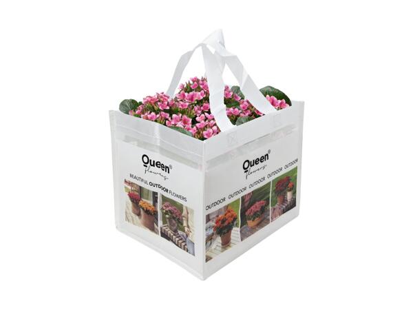 Udendørs kalanchoe