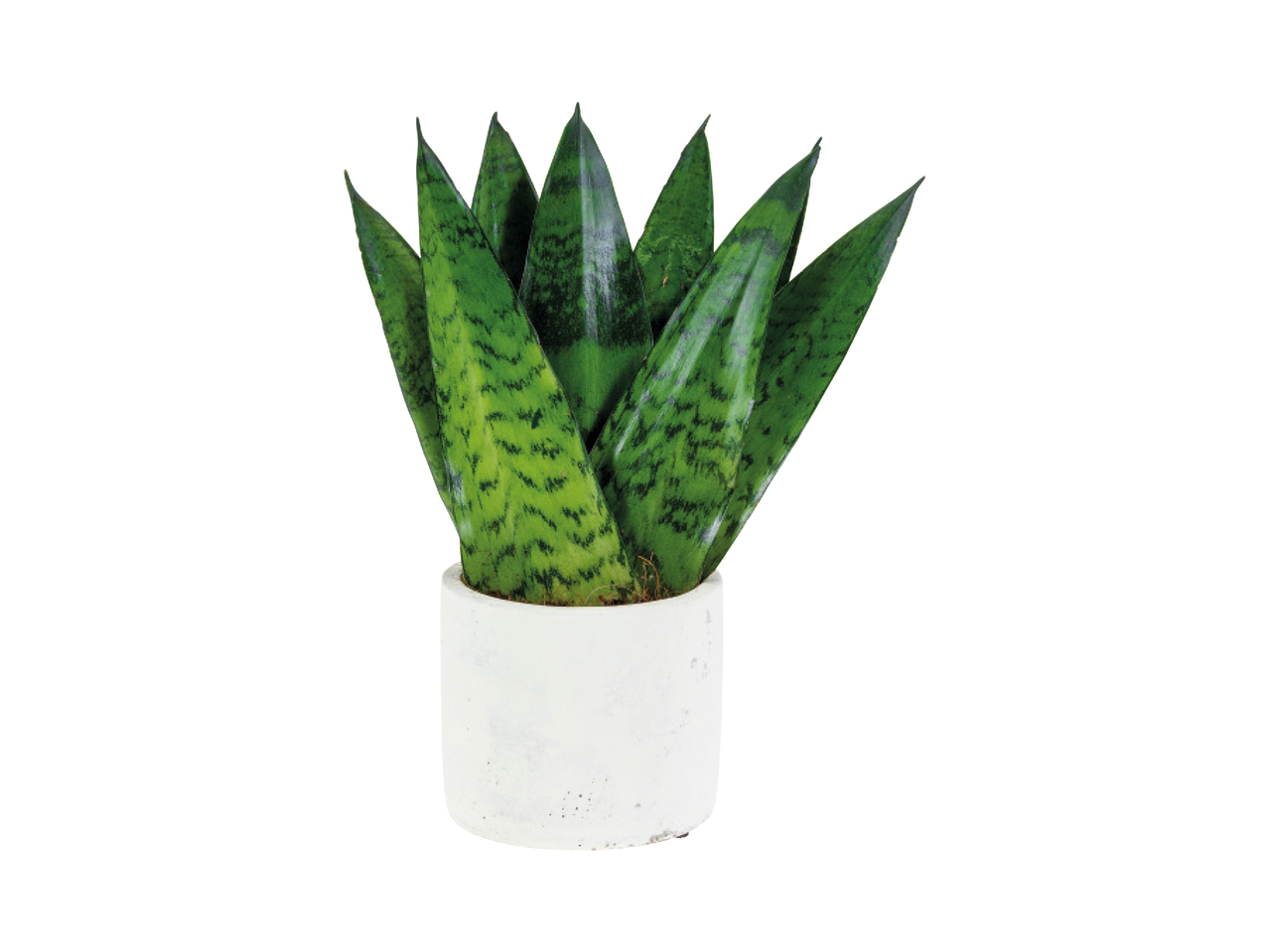 Sansevieria or Ficus plants1