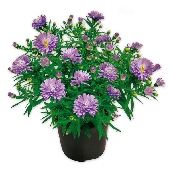 Herbstastern Busch XL "Aster dumosus"