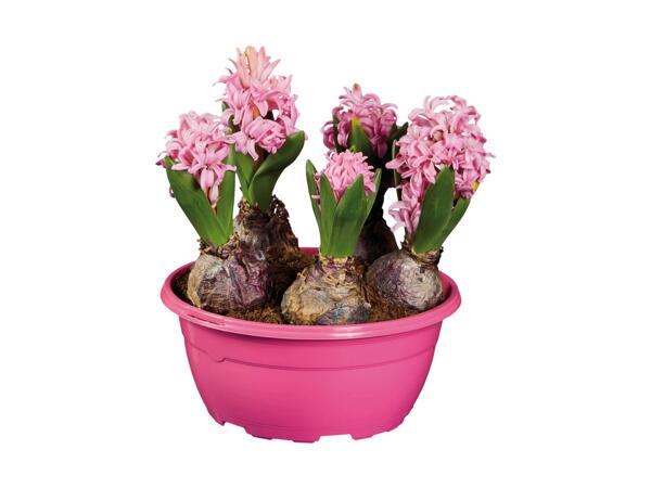 Hyacinths