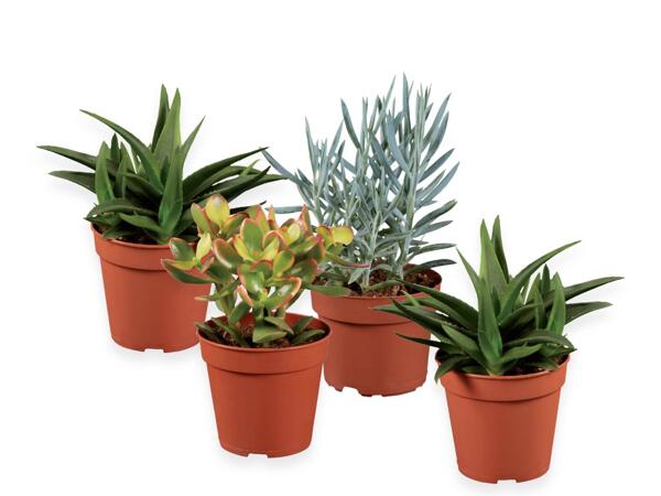Cactus or succulents