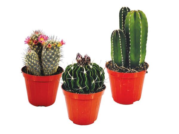 Cactus mix