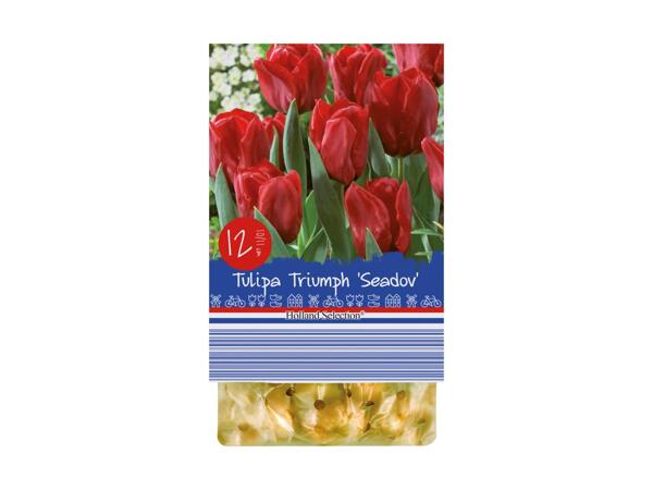 Spring Flowering Bulbs
