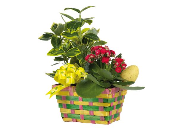 Easter Basket with Flowering Plants