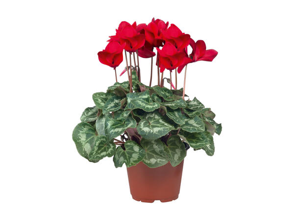 Cyclamen