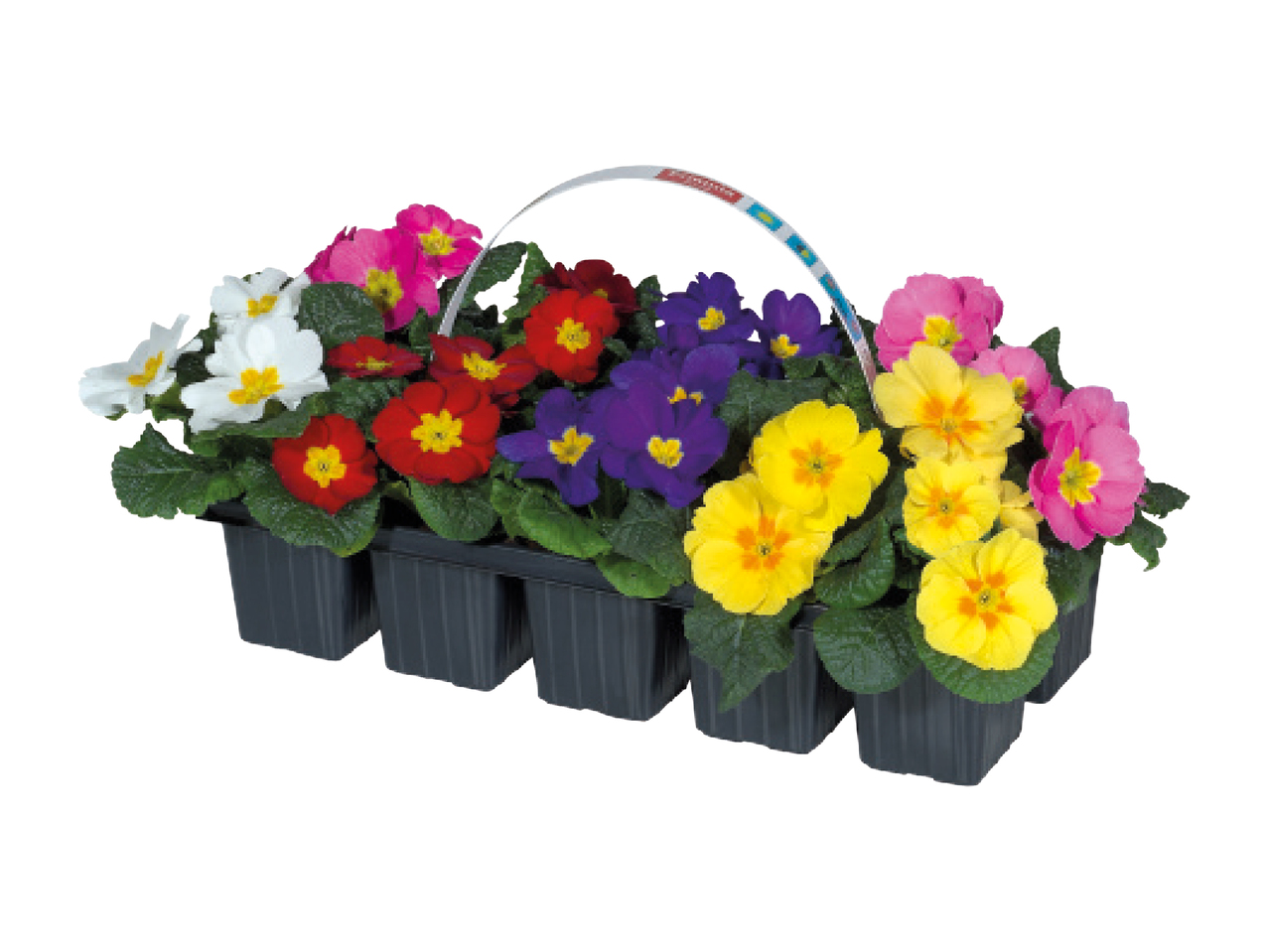 Primroses