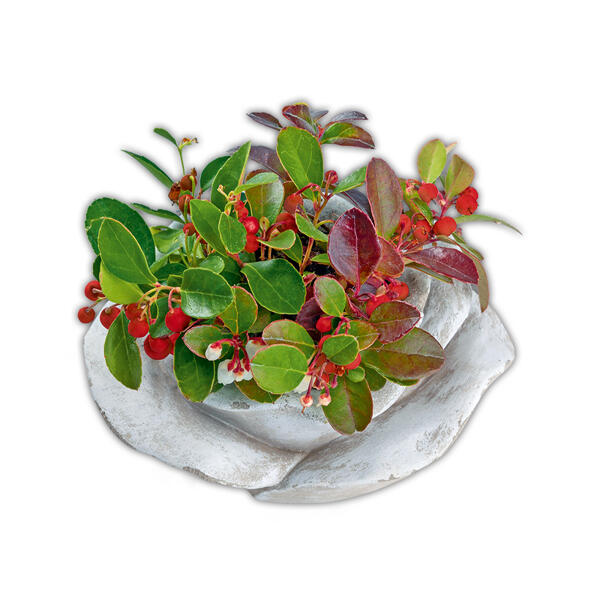 Bepflanzte Steinrose