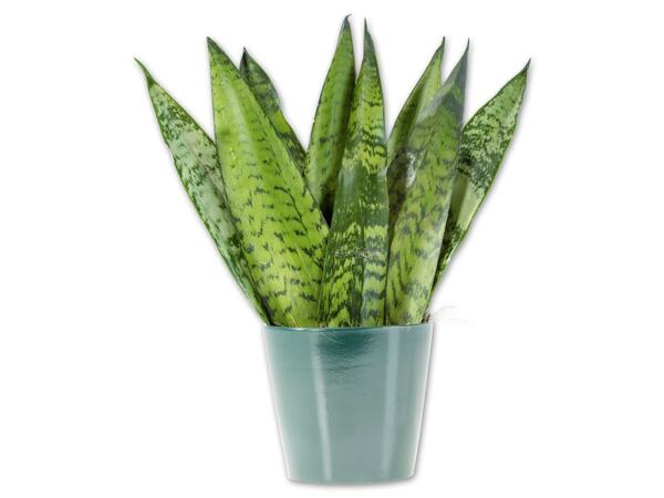 Sansevieria im Keramiktopf