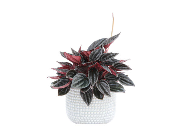 Peperomia i keramik