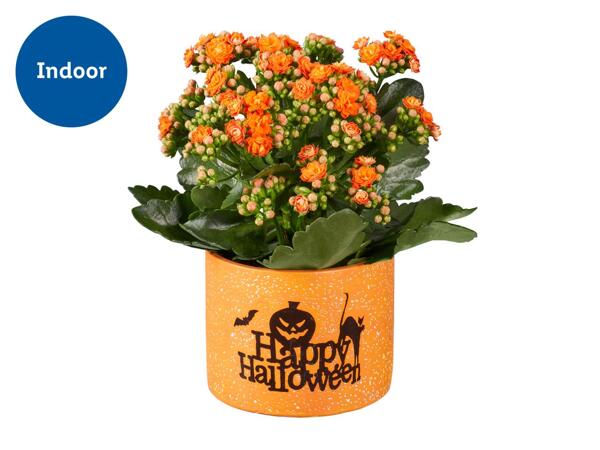 Flowering Plant in Halloween Ceramic