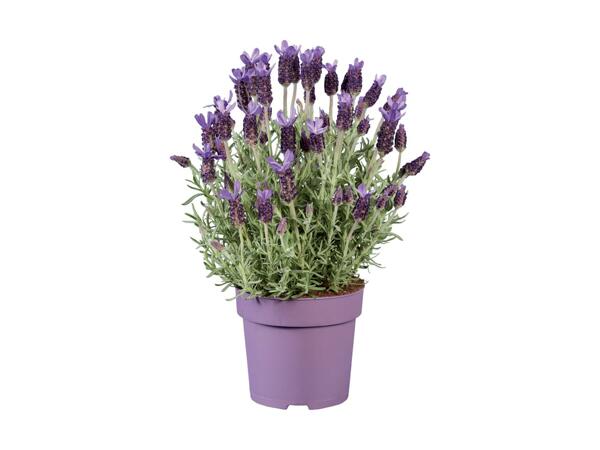 Large French Lavender