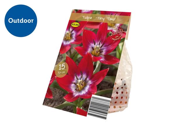Premium Bulbs Tulipa "Tiny Timo"